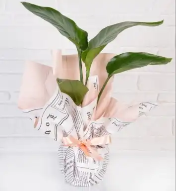 Starliçe Küçük boy 