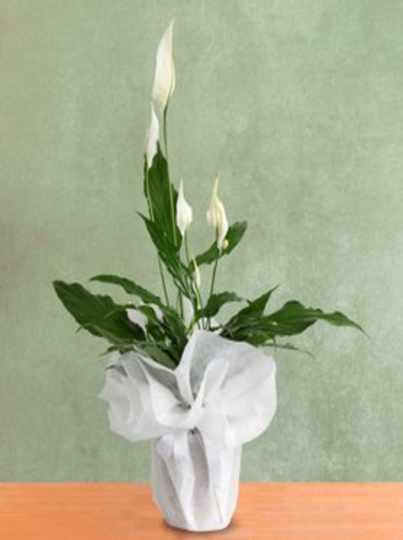 Spafilyum  Barış Çiçeği 